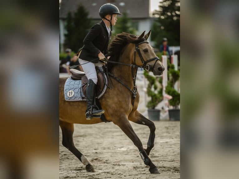 Deutsches Reitpony Stute 11 Jahre 148 cm Falbe in Ennigerloh