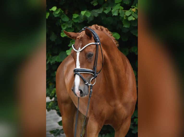 Deutsches Reitpony Stute 11 Jahre 148 cm Fuchs in F&#xFC;rstenau