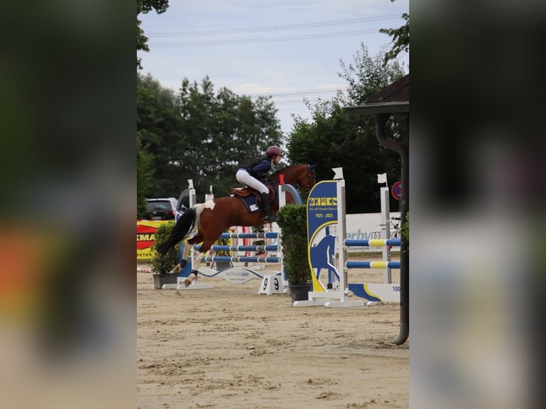 Deutsches Reitpony Stute 11 Jahre 148 cm Schecke in Wickede