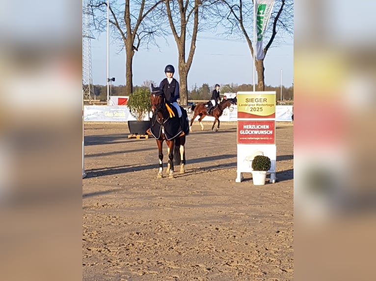 Deutsches Reitpony Stute 11 Jahre 148 cm Schecke in Wickede