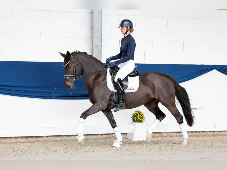 Deutsches Reitpony Stute 11 Jahre 148 cm Schwarzbrauner in Marsberg
