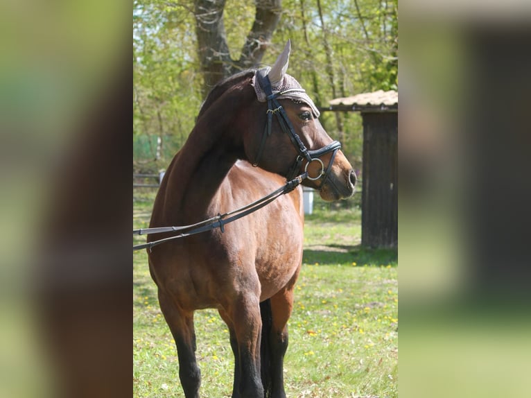 Deutsches Reitpony Stute 11 Jahre 149 cm Brauner in WaghäuselWaghäusel- Wiesental