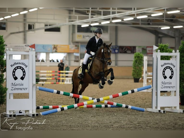 Deutsches Reitpony Stute 11 Jahre 149 cm Brauner in WaghäuselWaghäusel- Wiesental
