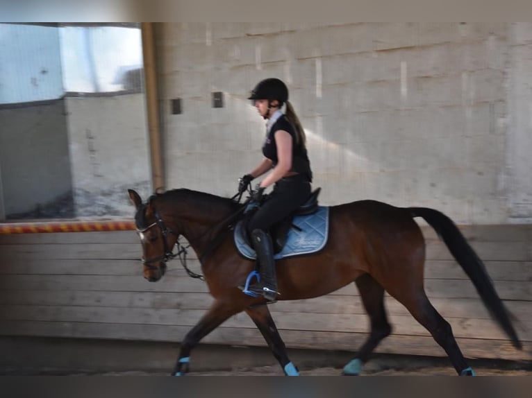 Deutsches Reitpony Mix Stute 11 Jahre 149 cm Brauner in Schw&#xE4;bisch Hall