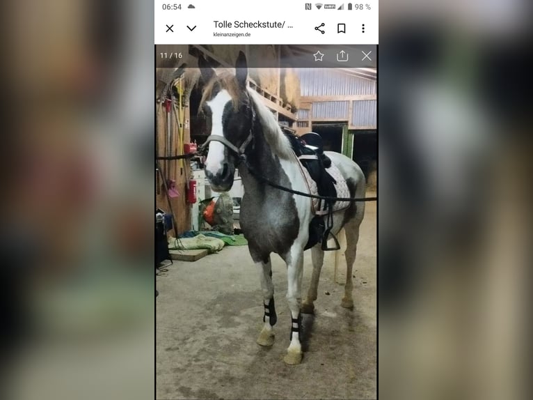 Deutsches Reitpony Mix Stute 11 Jahre 149 cm Schecke in Hahnenknoop