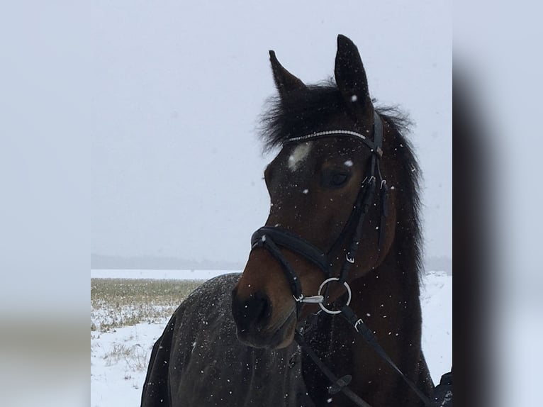 Deutsches Reitpony Stute 11 Jahre 150 cm Brauner in Suhlendorf