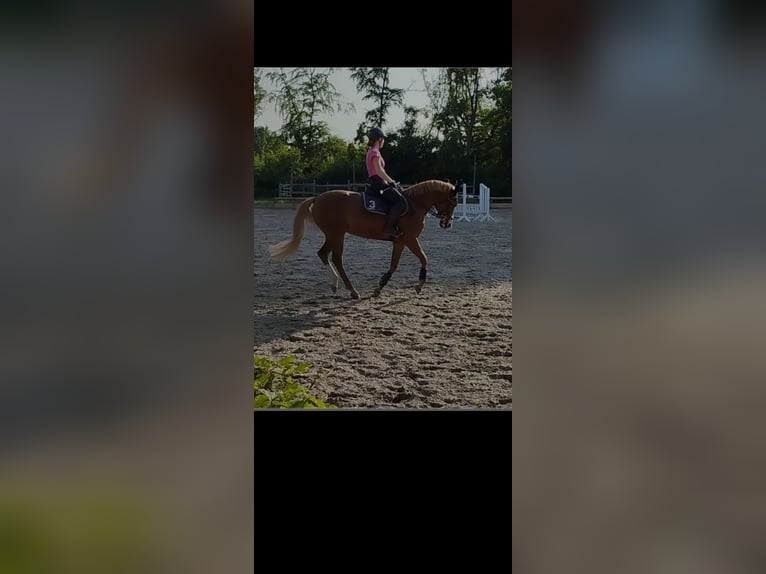 Deutsches Reitpony Stute 11 Jahre 150 cm Fuchs in Düren Deutsches Reitpony Stute 11 Jahre 150 cm Fuchs in Düren