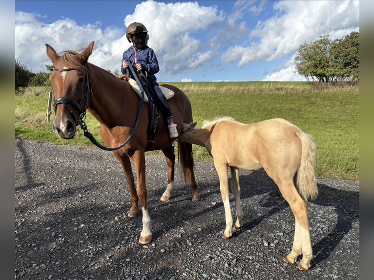 Deutsches Reitpony Stute 11 Jahre 150 cm Fuchs in Racksen