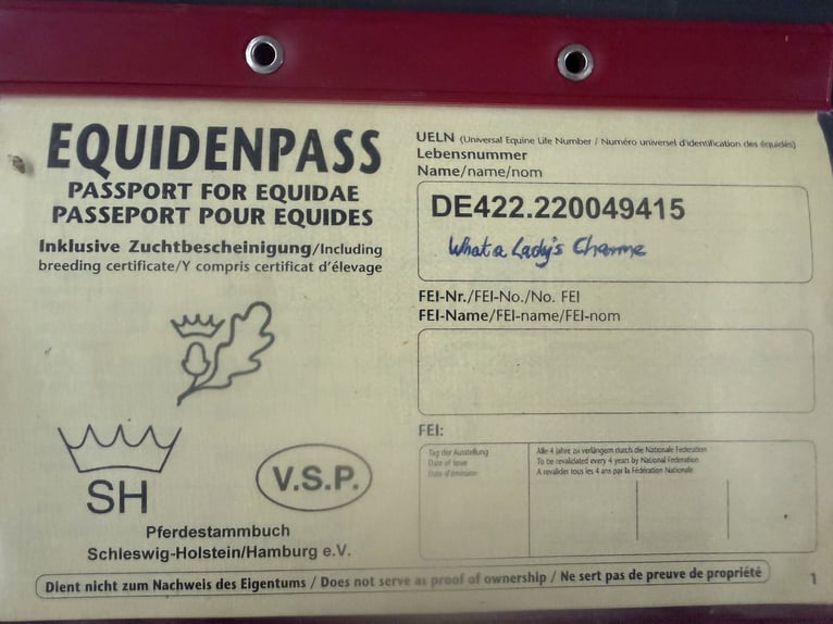 Deutsches Reitpony Stute 11 Jahre 150 cm Palomino in Tiddische