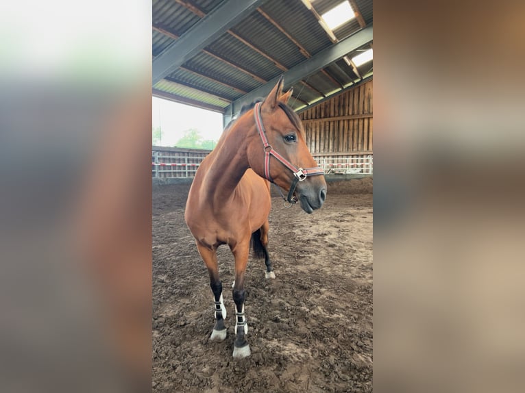 Deutsches Reitpony Stute 11 Jahre 152 cm Brauner in Zernitz- Lohm