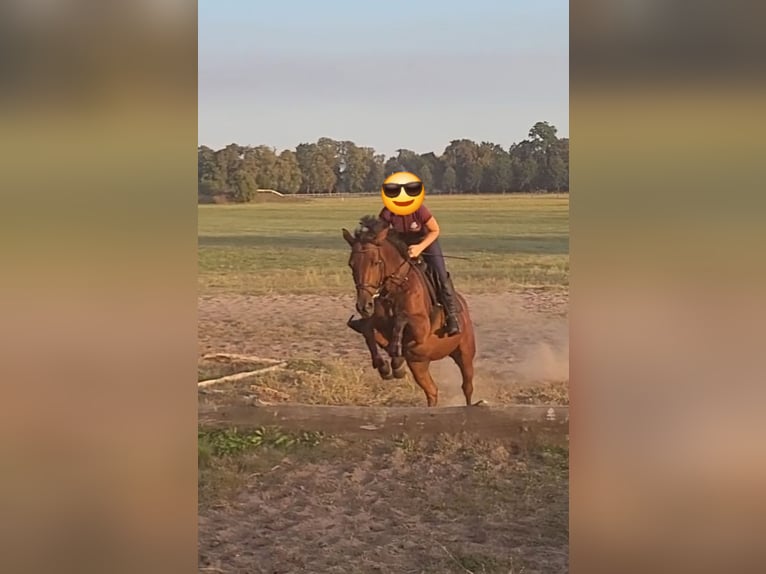 Deutsches Reitpony Stute 11 Jahre 152 cm Brauner in Zernitz- Lohm