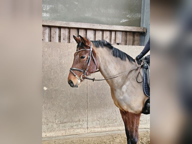 Deutsches Reitpony Stute 11 Jahre 152 cm Brauner in Zernitz- Lohm