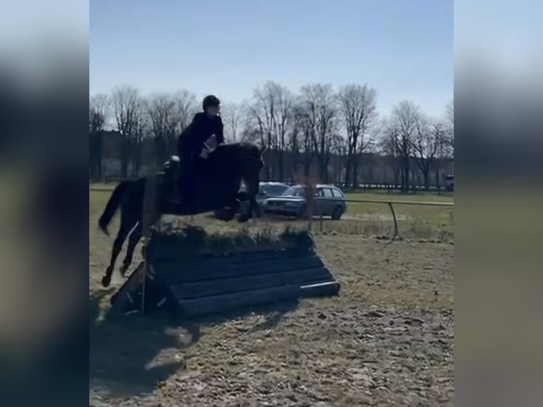 Deutsches Reitpony Stute 11 Jahre 152 cm Brauner in Zernitz- Lohm