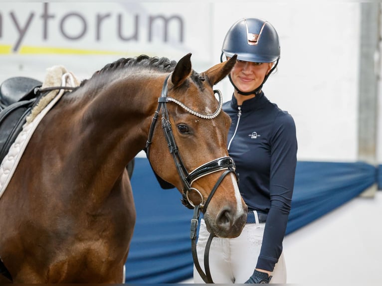 Deutsches Reitpony Stute 11 Jahre 153 cm Brauner in Marsberg