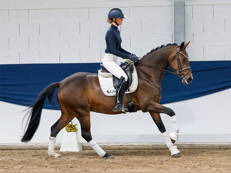 Deutsches Reitpony Stute 11 Jahre 153 cm Brauner in Marsberg