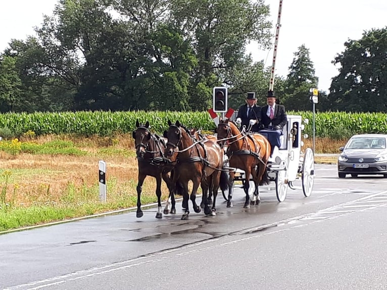 Deutsches Reitpony Stute 11 Jahre 153 cm Brauner in Marsberg
