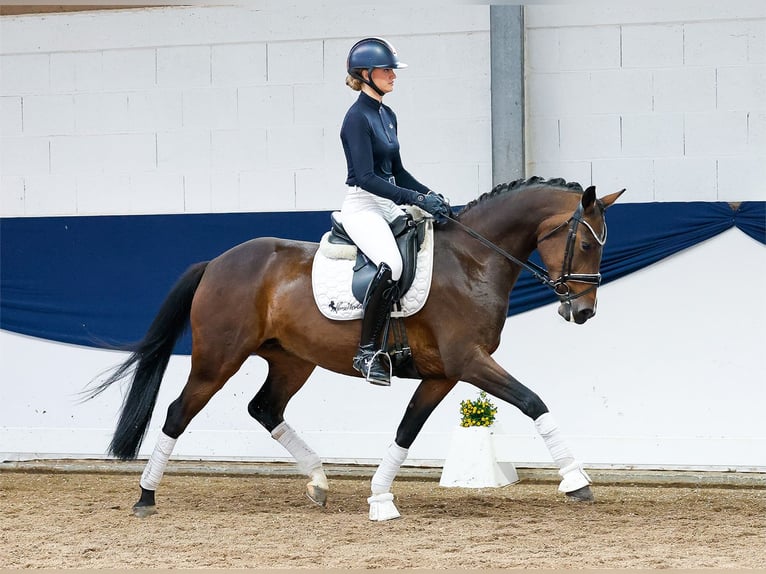 Deutsches Reitpony Stute 11 Jahre 153 cm Brauner in Marsberg