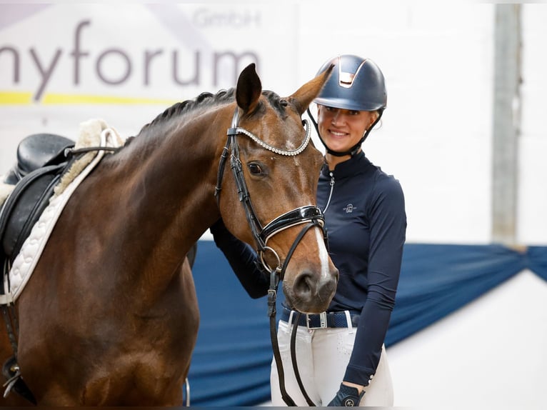 Deutsches Reitpony Stute 11 Jahre 153 cm Brauner in Marsberg