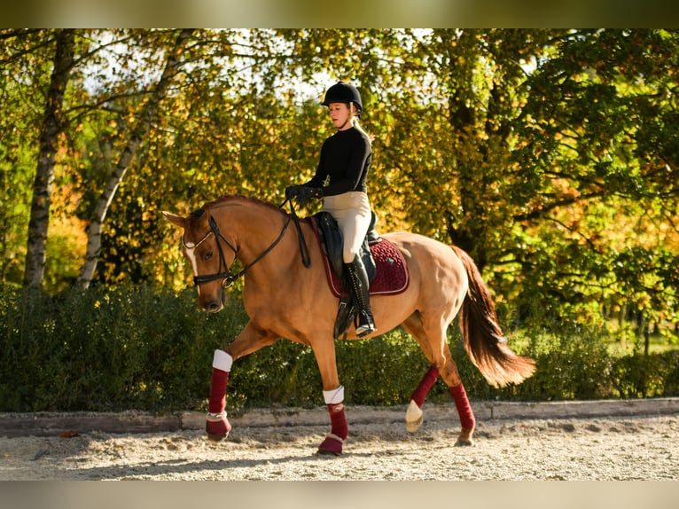 Deutsches Reitpony Stute 11 Jahre 153 cm Fuchs in Kicin