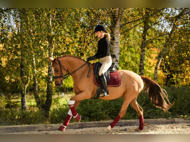 Deutsches Reitpony Stute 11 Jahre 153 cm Fuchs in Kicin