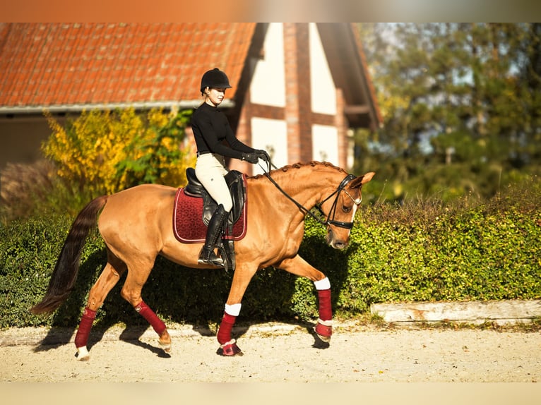 Deutsches Reitpony Stute 11 Jahre 153 cm Fuchs in Kicin