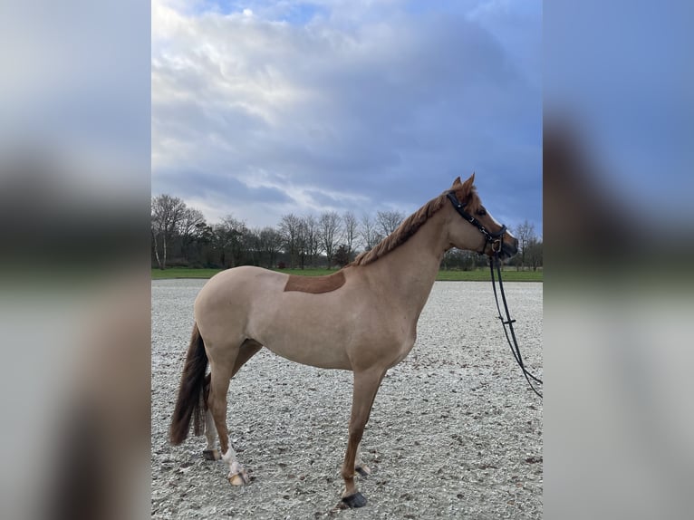 Deutsches Reitpony Stute 11 Jahre 155 cm Fuchs in Wiefelstede