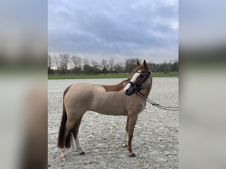 Deutsches Reitpony Stute 11 Jahre 155 cm Fuchs in Wiefelstede