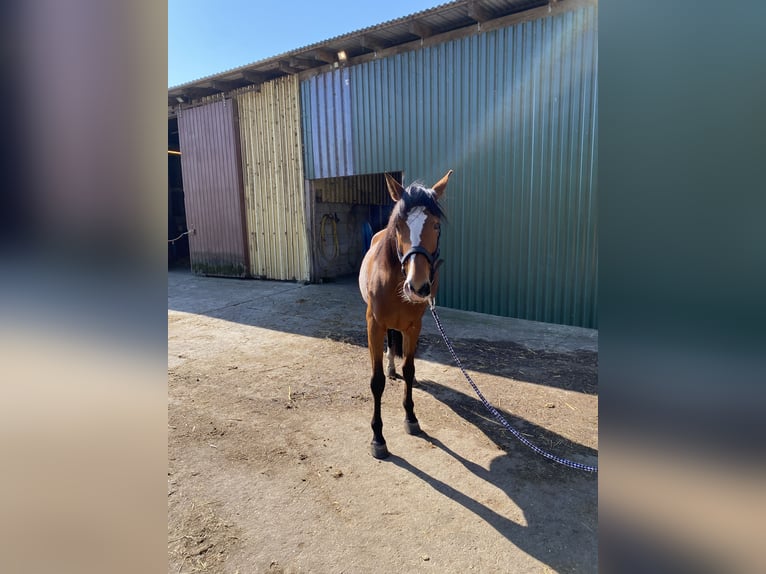 Deutsches Reitpony Stute 11 Jahre 157 cm Brauner in Schwanewede