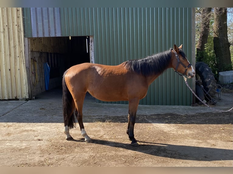 Deutsches Reitpony Stute 11 Jahre 157 cm Brauner in Schwanewede