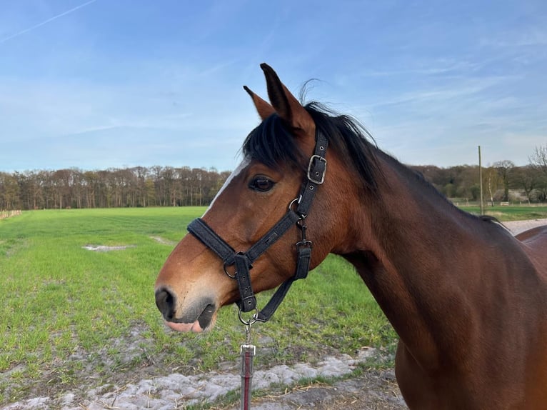 Deutsches Reitpony Stute 11 Jahre 157 cm Brauner in Schwanewede