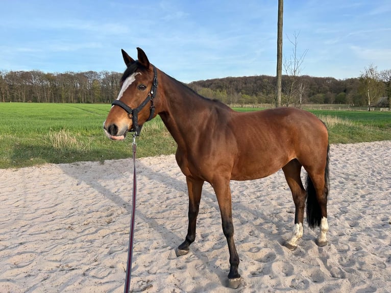 Deutsches Reitpony Stute 11 Jahre 157 cm Brauner in Schwanewede
