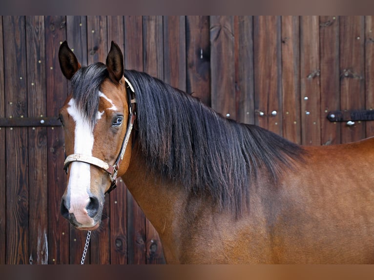 Deutsches Reitpony Stute 11 Jahre Brauner in Zernitz-Lohm