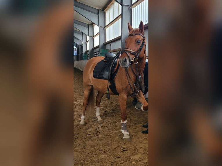 Deutsches Reitpony Stute 11 Jahre  in Dinslaken