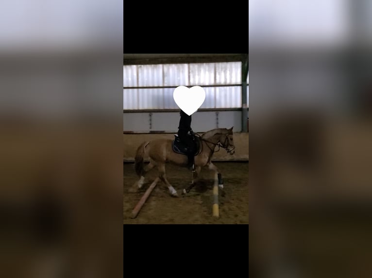 Deutsches Reitpony Stute 11 Jahre  in Dinslaken