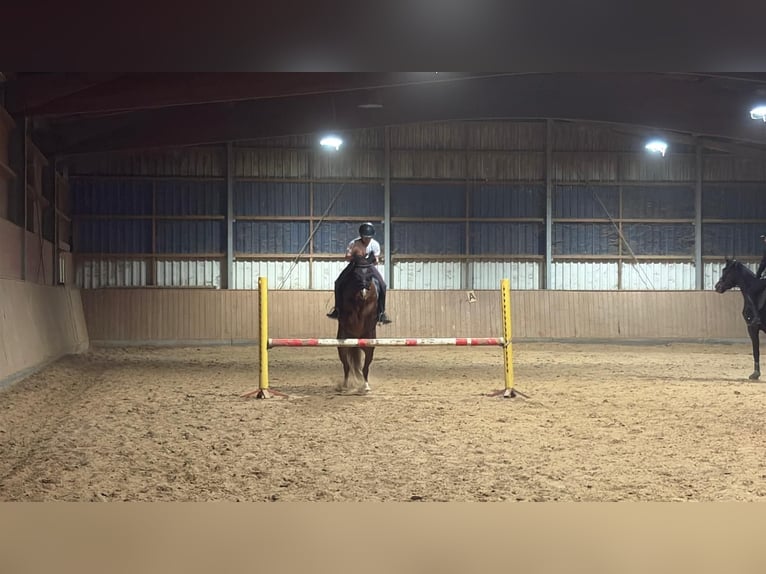 Deutsches Reitpony Stute 12 Jahre 135 cm Fuchs in Borken