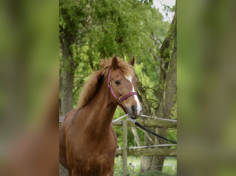 Deutsches Reitpony Stute 12 Jahre 135 cm Fuchs in Borken