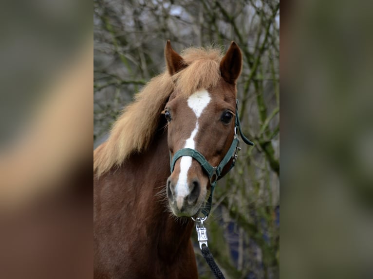 Deutsches Reitpony Stute 12 Jahre 135 cm Fuchs in Borken