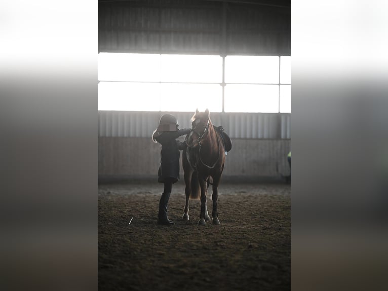 Deutsches Reitpony Stute 12 Jahre 135 cm Fuchs in Borken