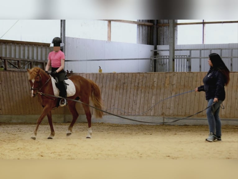 Deutsches Reitpony Stute 12 Jahre 135 cm Fuchs in Borken