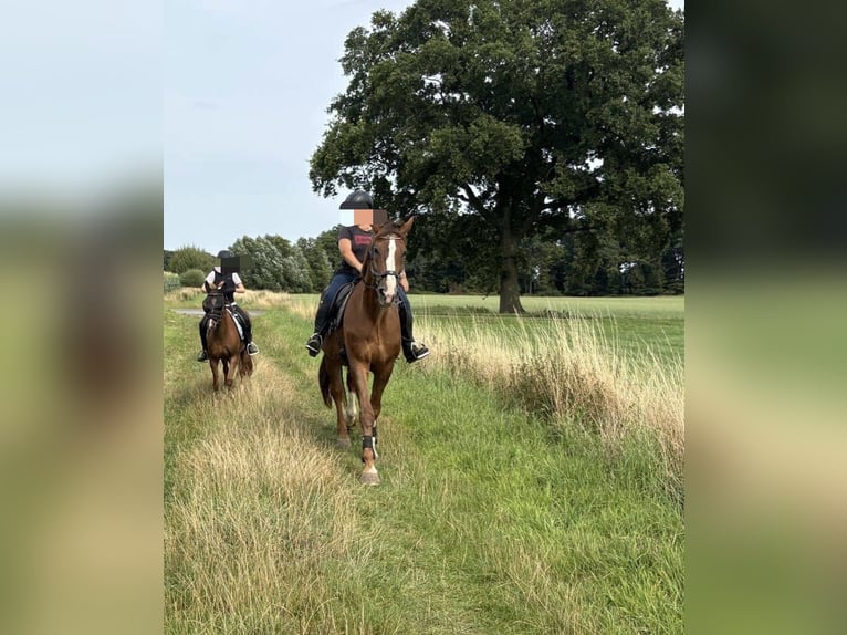 Deutsches Reitpony Stute 12 Jahre 135 cm Fuchs in Borken