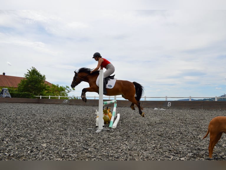 Deutsches Reitpony Stute 12 Jahre 136 cm Brauner in Linz