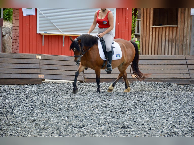 Deutsches Reitpony Stute 12 Jahre 136 cm Brauner in Linz