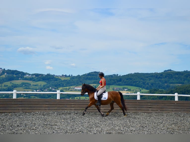 Deutsches Reitpony Stute 12 Jahre 136 cm Brauner in Linz