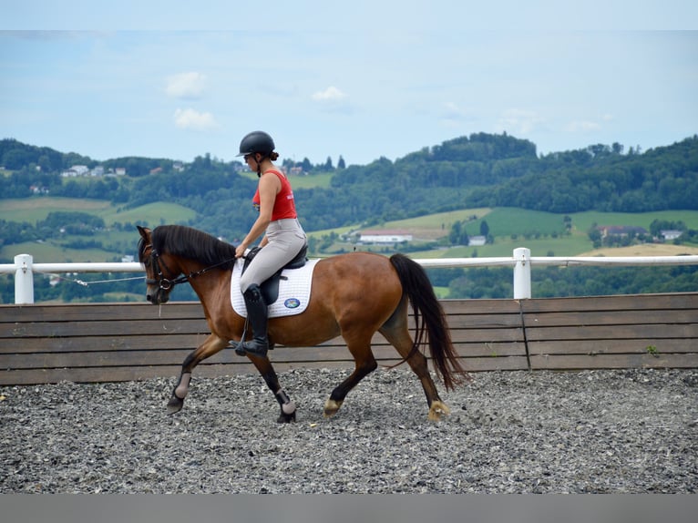 Deutsches Reitpony Stute 12 Jahre 136 cm Brauner in Linz