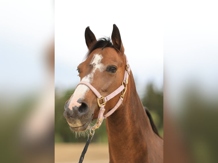 Deutsches Reitpony Stute 12 Jahre 137 cm Hellbrauner in Balingen