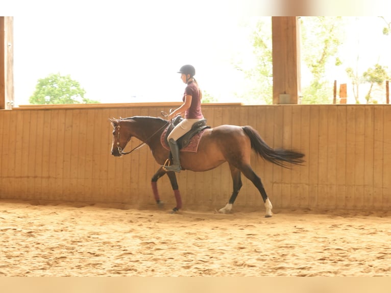 Deutsches Reitpony Stute 12 Jahre 137 cm Hellbrauner in Balingen
