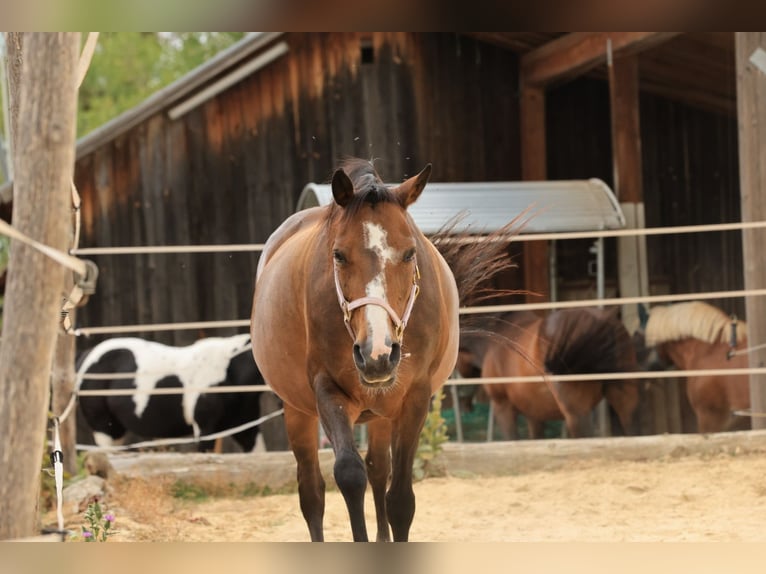 Deutsches Reitpony Stute 12 Jahre 137 cm Hellbrauner in Balingen