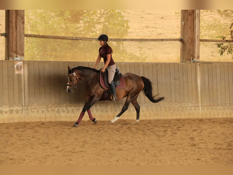 Deutsches Reitpony Stute 12 Jahre 137 cm Hellbrauner in Balingen