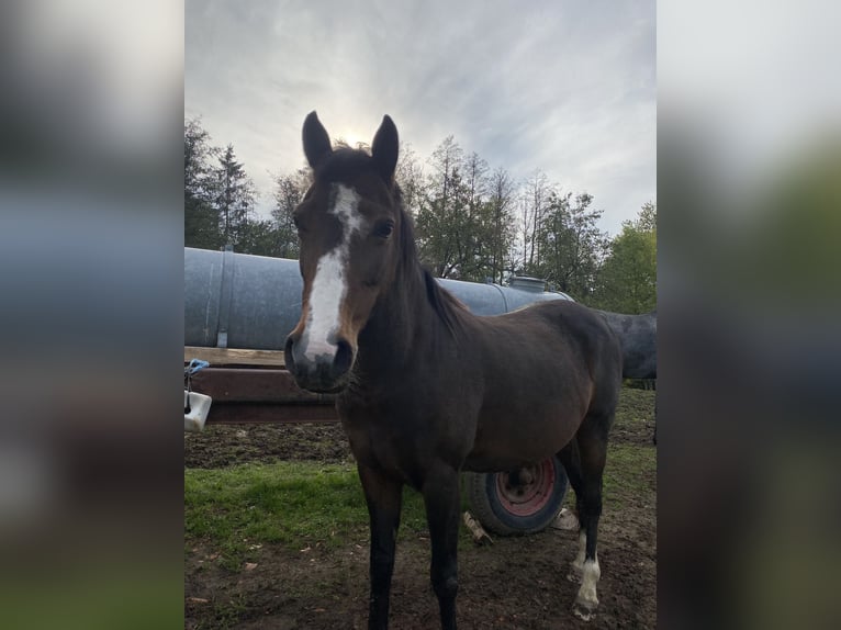 Deutsches Reitpony Stute 12 Jahre 138 cm Hellbrauner in Balingen