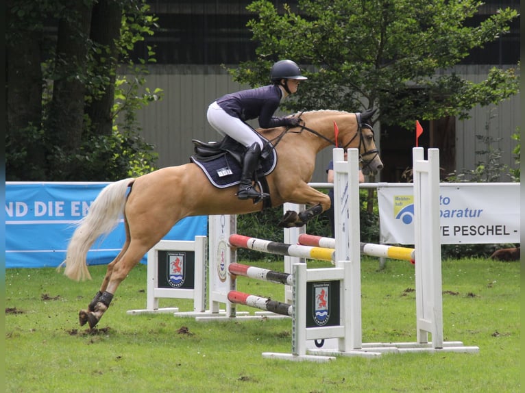 Deutsches Reitpony Stute 12 Jahre 138 cm Palomino in Wittingen